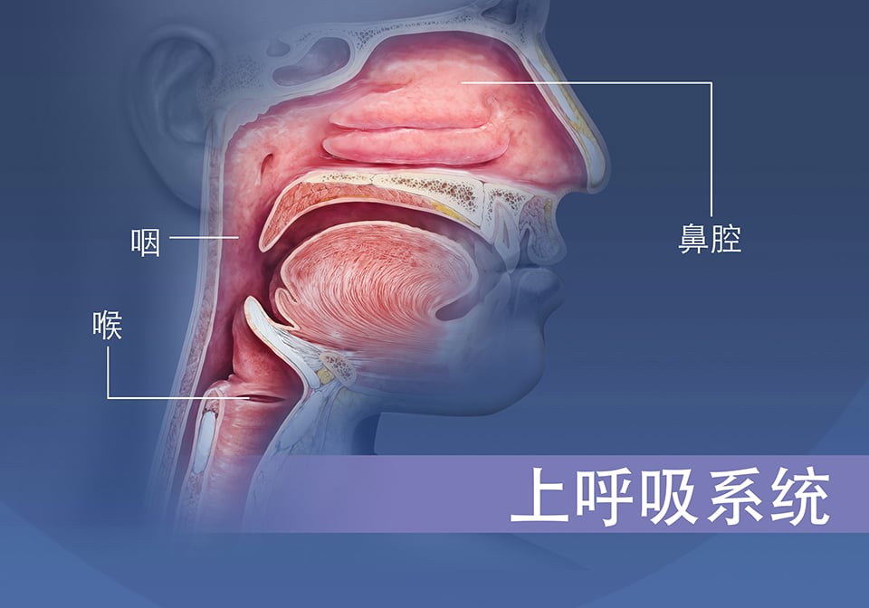 上呼吸系统概述，鼻腔和喉咙